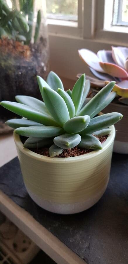 Pachyphytum hookeri flower