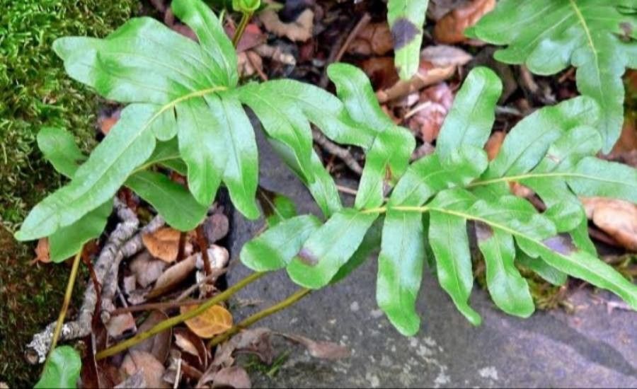 Polypodium scouleri leaf
