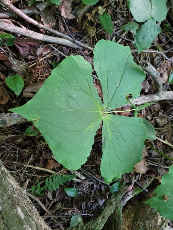 Trillium erectum leaf