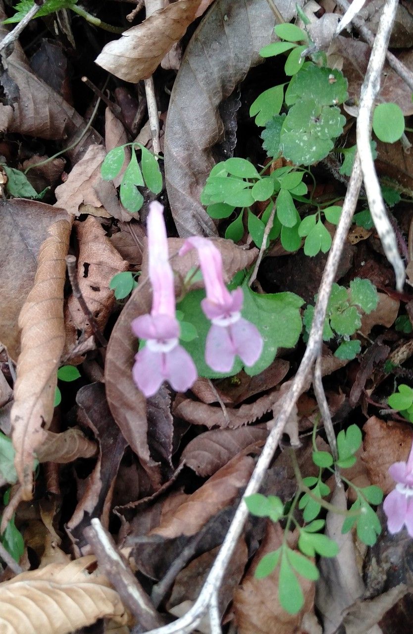 Corydalis decumbens — houseplant care guide