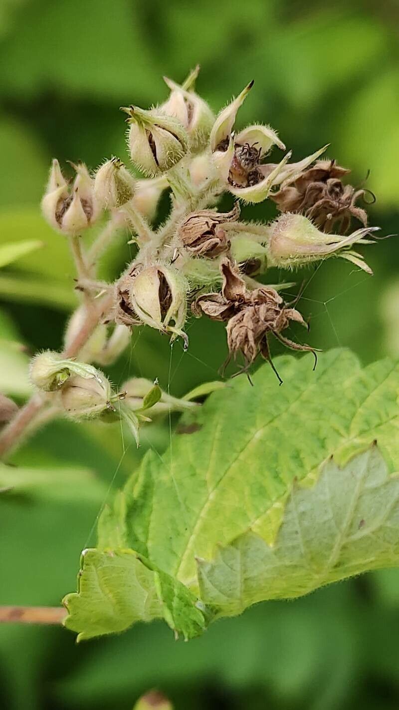 Rubus cockburnianus fruit