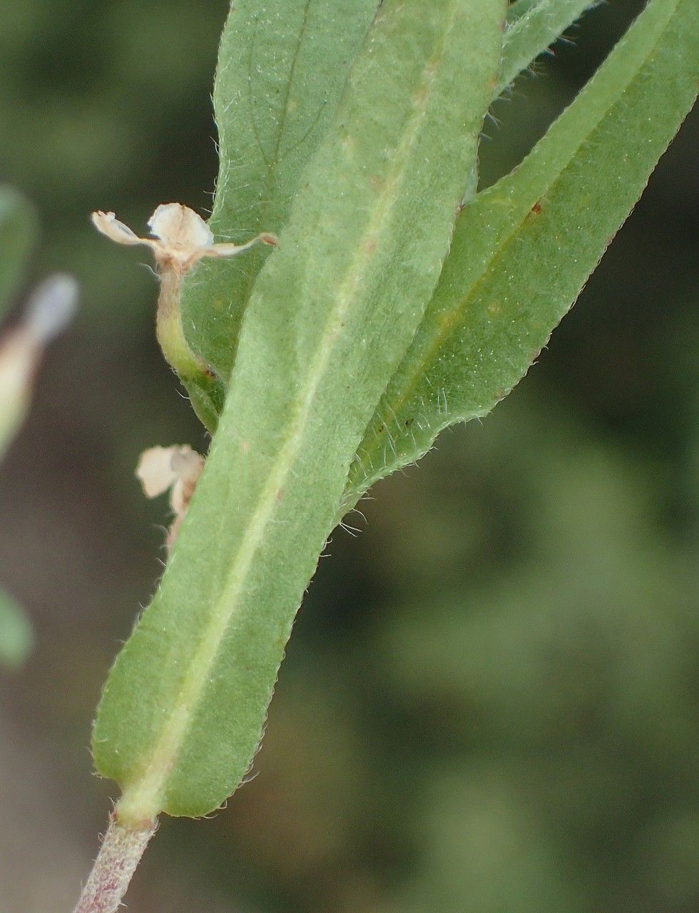 Convolvulus pentapetaloides leaf