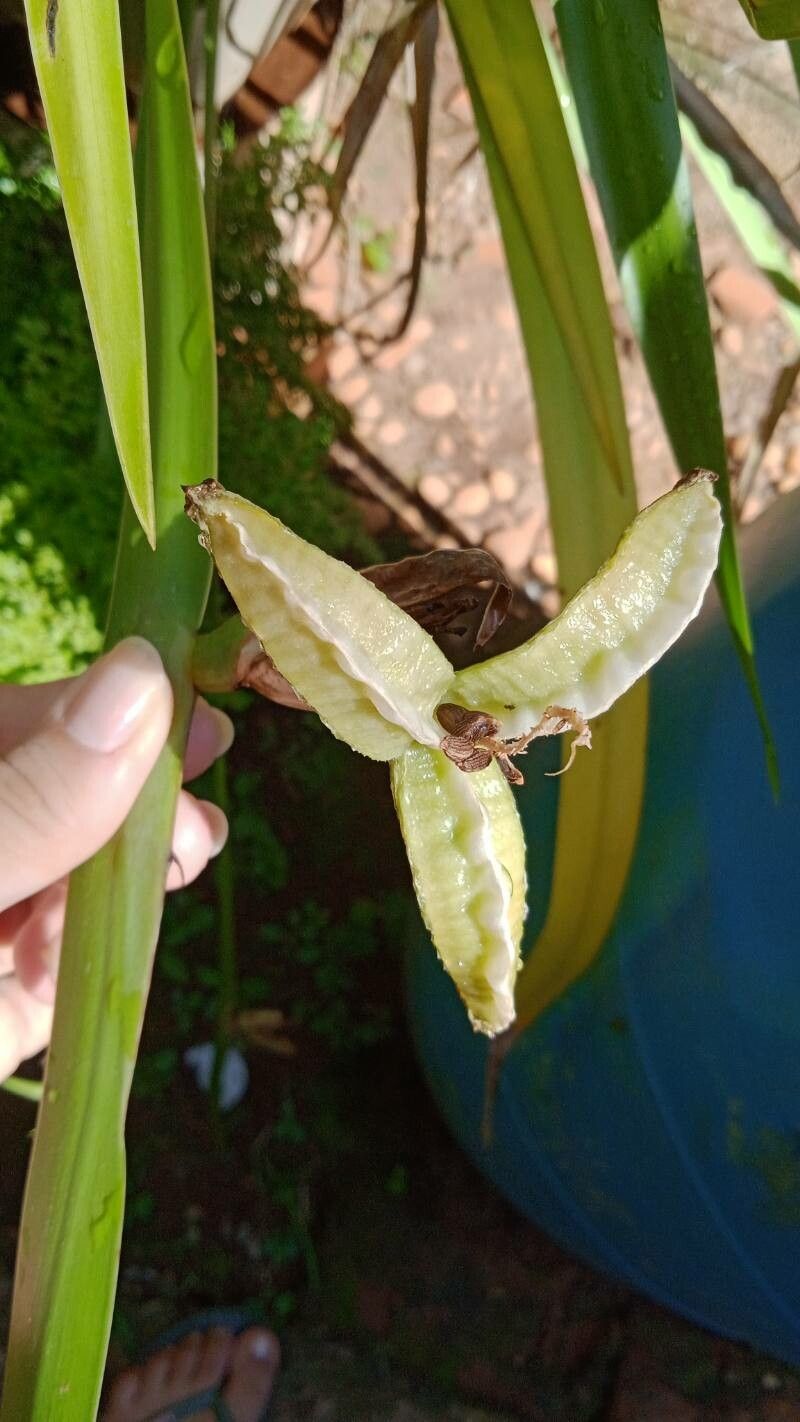 Trimezia gracilis fruit