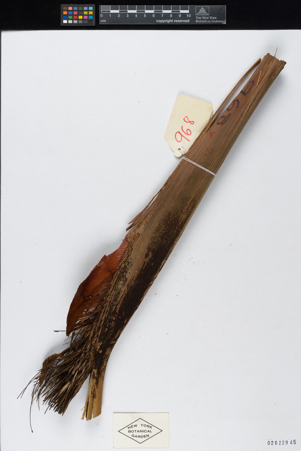 Oenocarpus minor — related species from the same genus