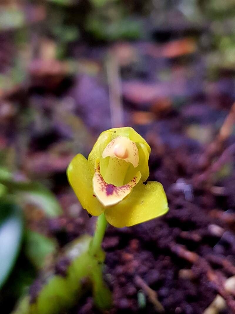 Maxillaria moralesii flower
