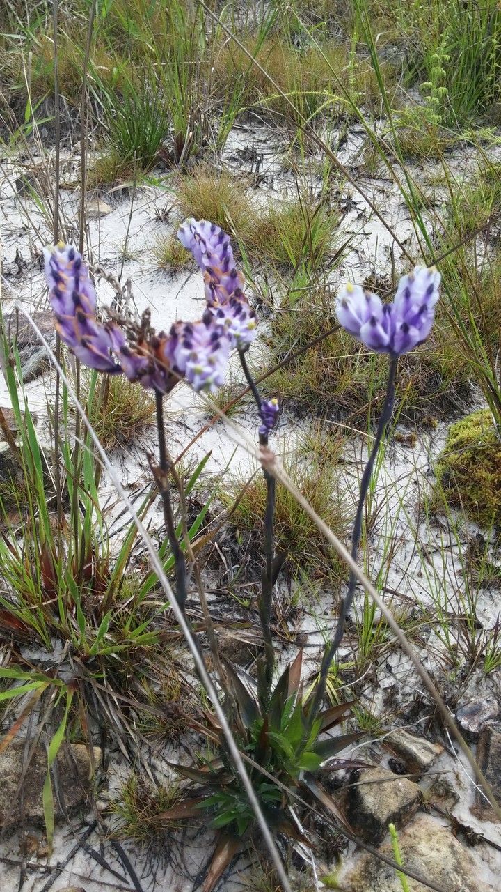Burmannia disticha flower