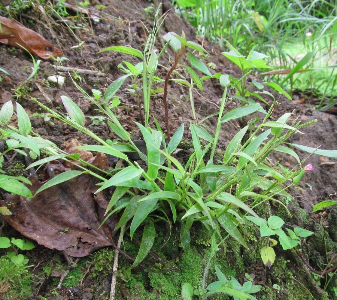 Paspalum decumbens habit