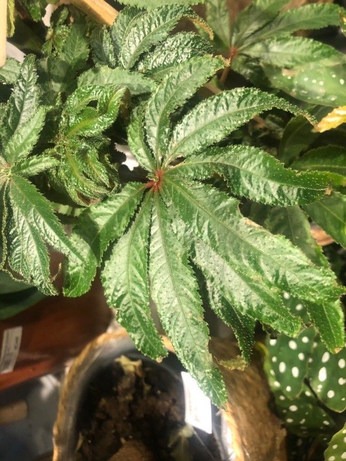 Begonia luxurians — search result for 'Bamboo'
