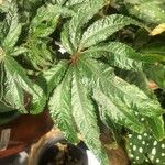 Begonia luxurians