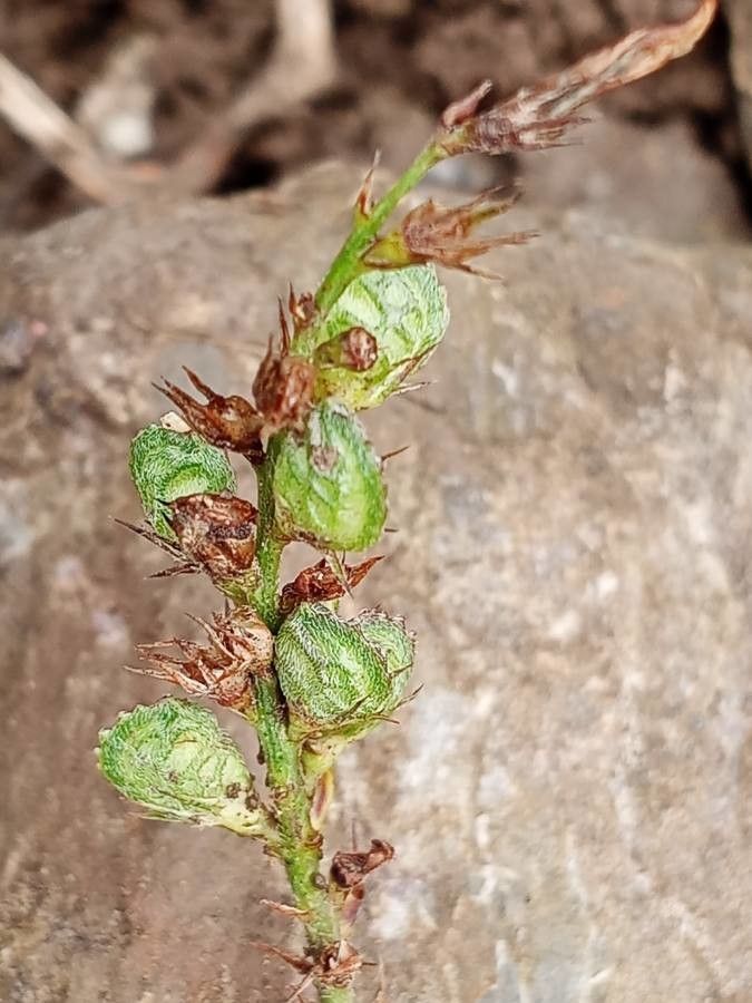Onobrychis pyrenaica fruit
