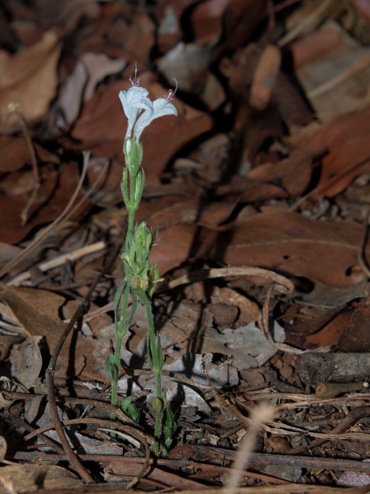 Dicliptera pumila habit