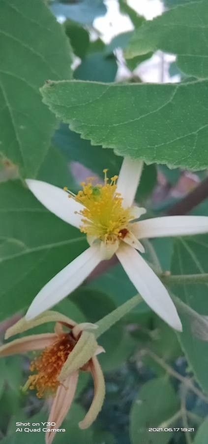 Grewia laevigata flower