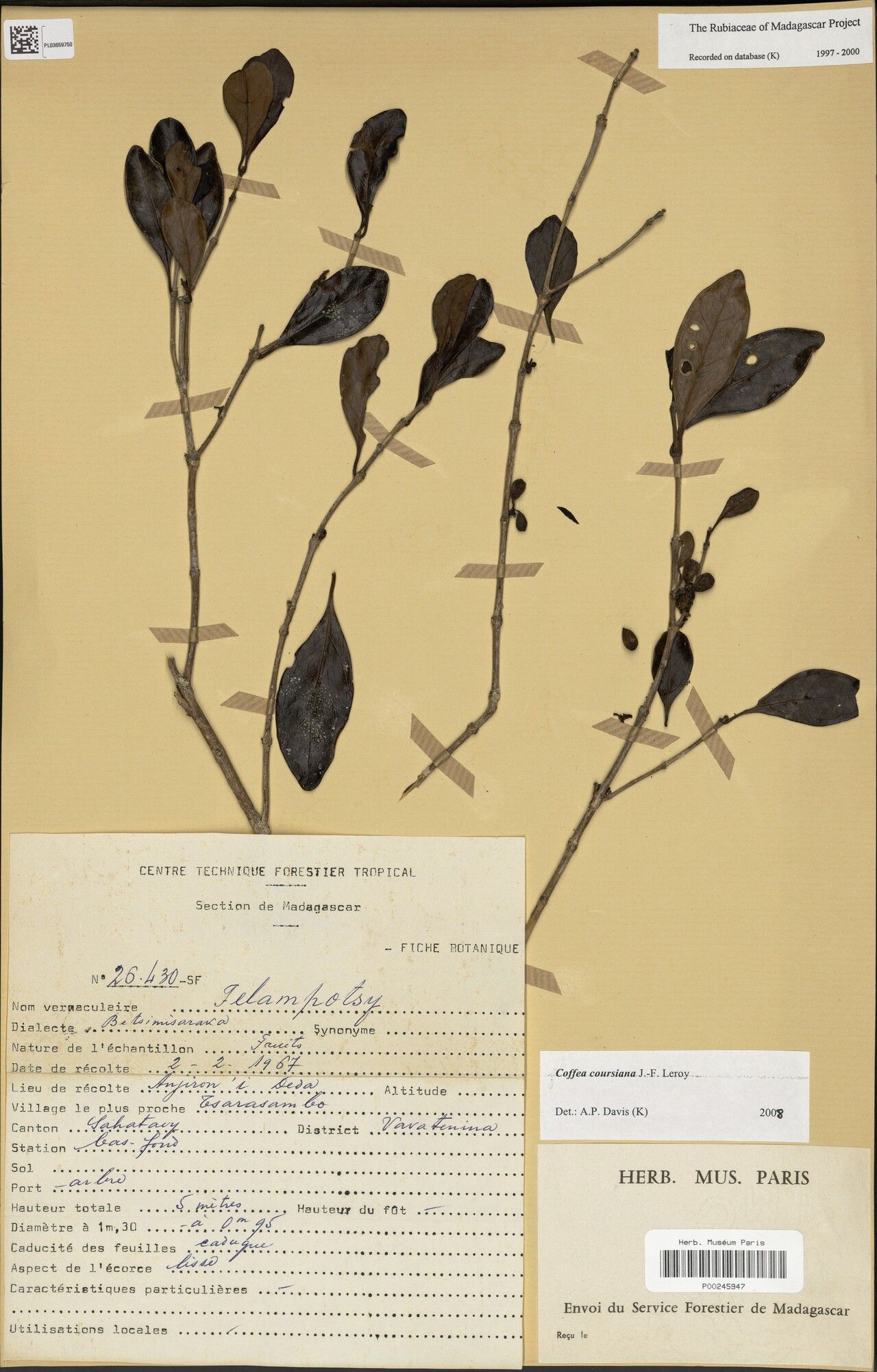 Coffea coursiana — houseplant care guide