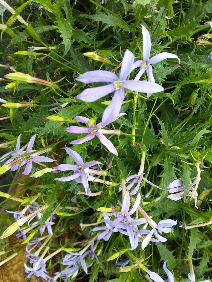 Isotoma axillaris flower
