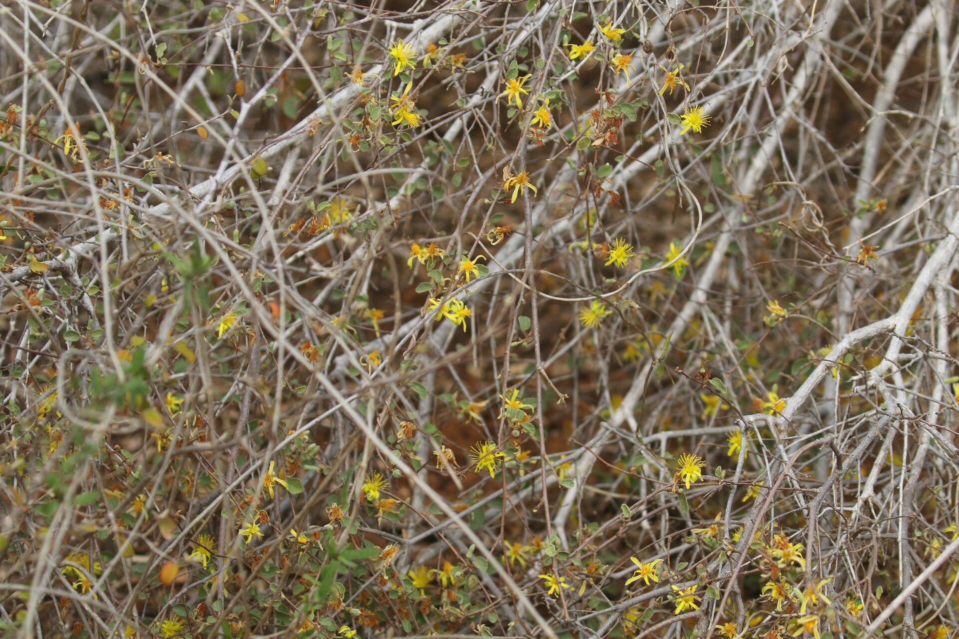 Grewia microcyclea — houseplant care guide