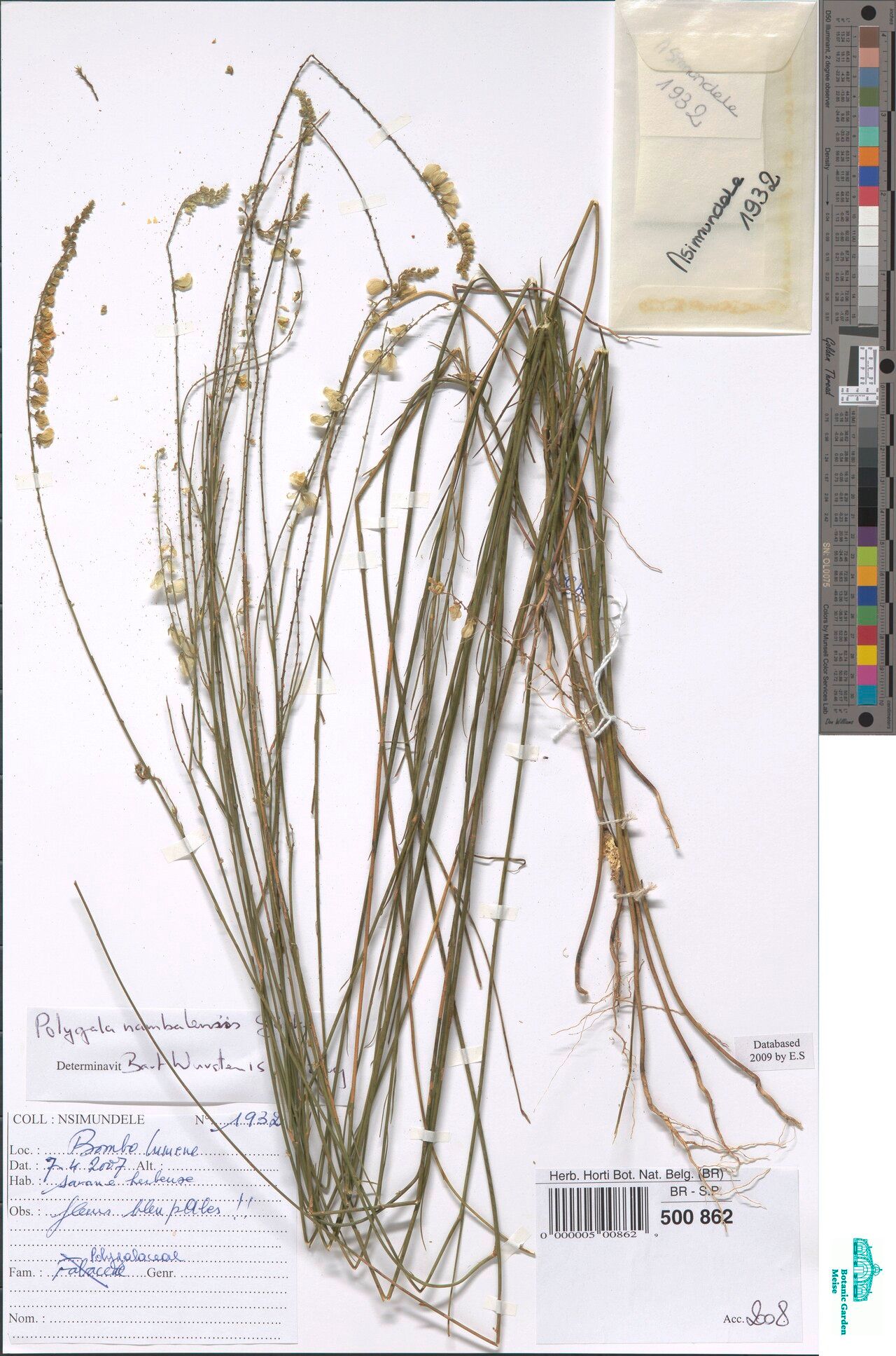 Polygala nambalensis — houseplant care guide