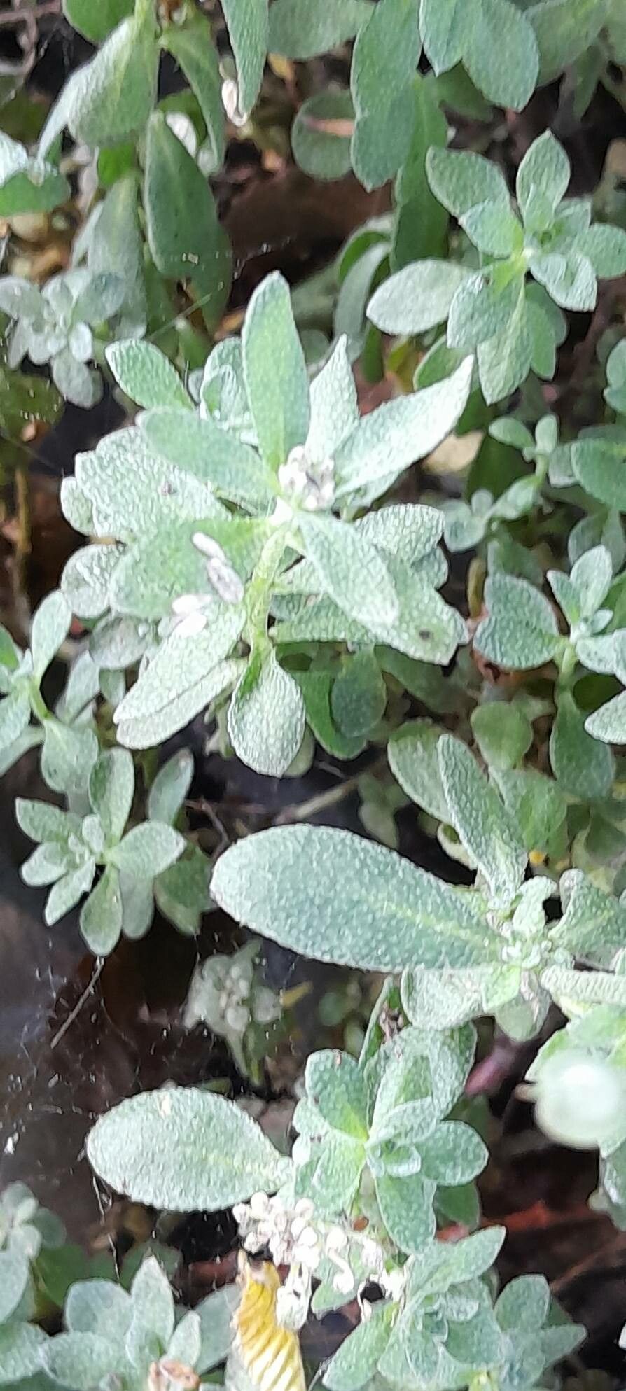 Alyssum wulfenianum — houseplant care guide