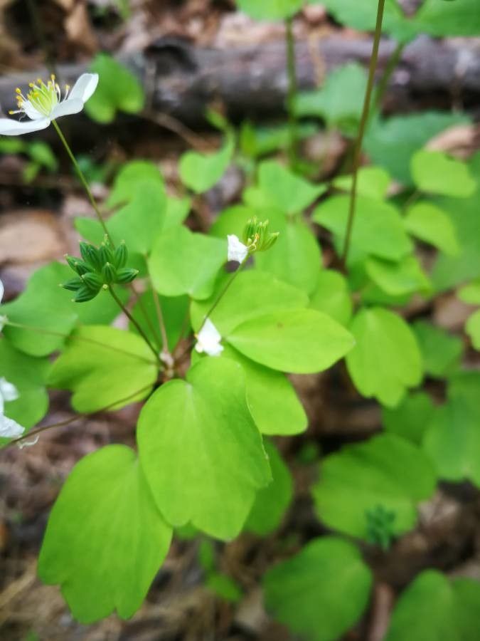 Thalictrum thalictroides fruit