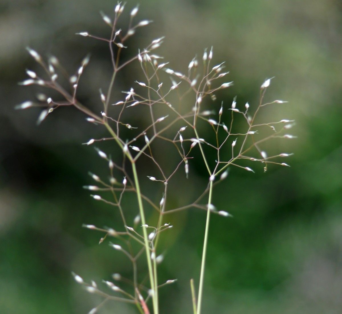Aira cupaniana flower