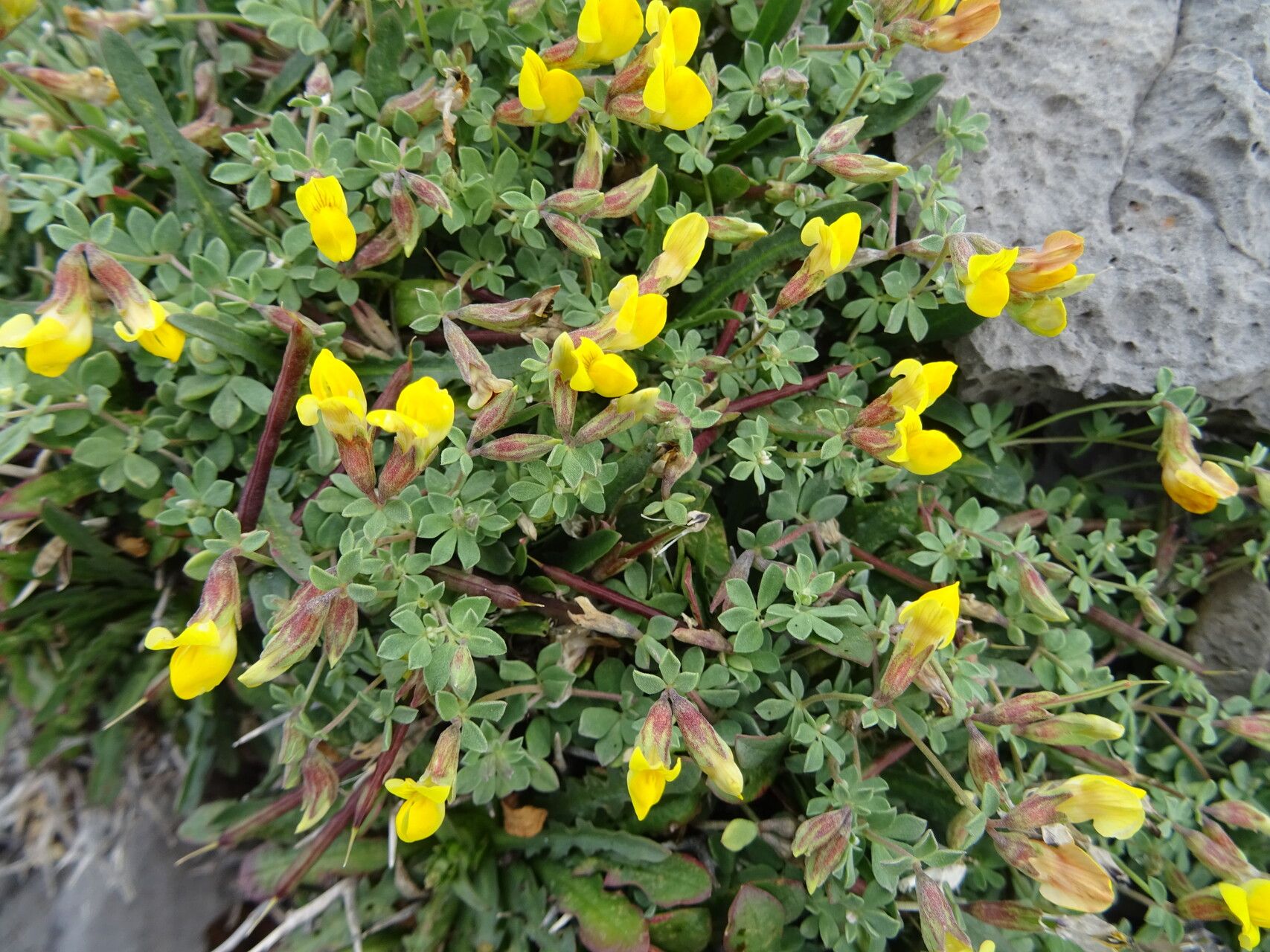 Lotus longisiliquosus habit