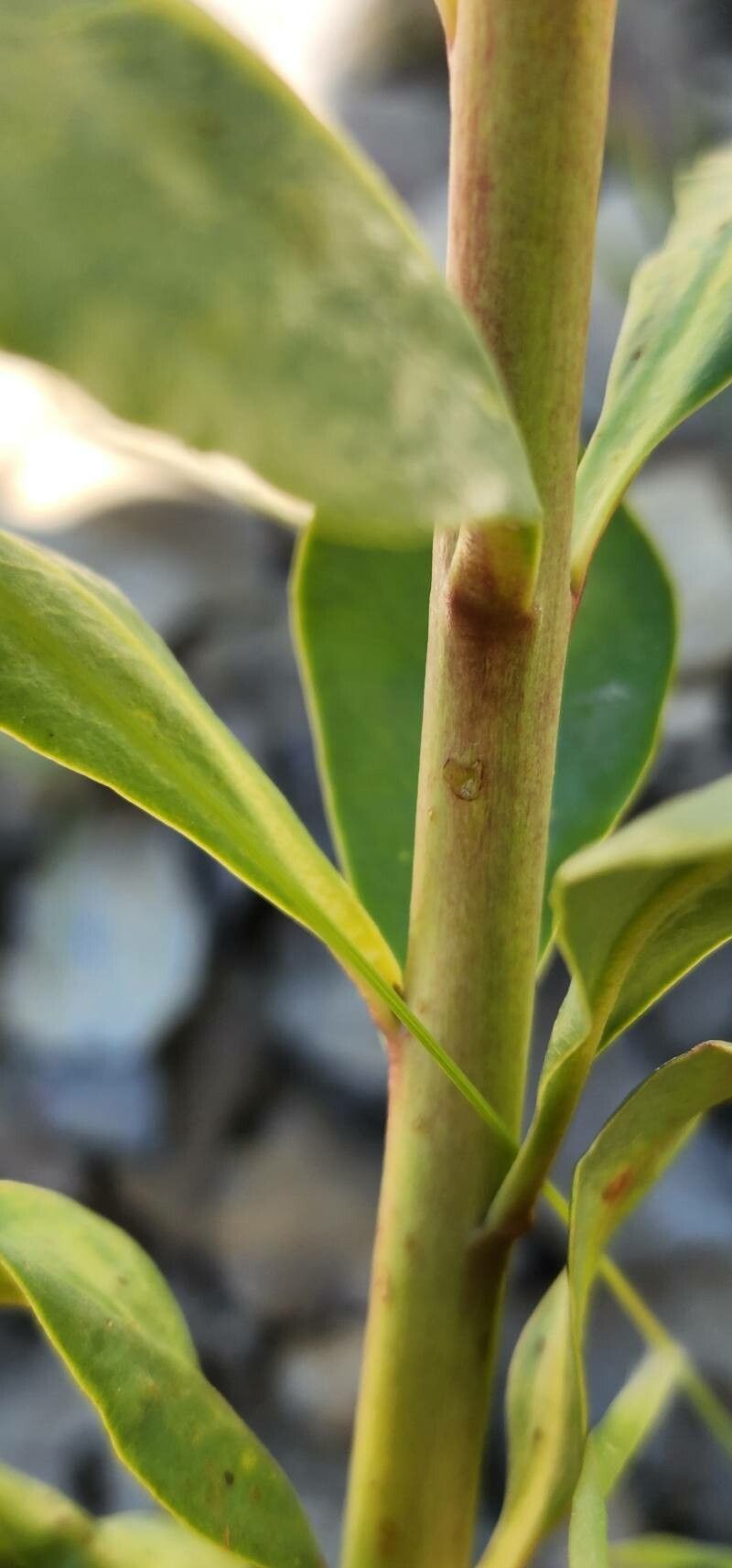 Euphorbia erubescens bark