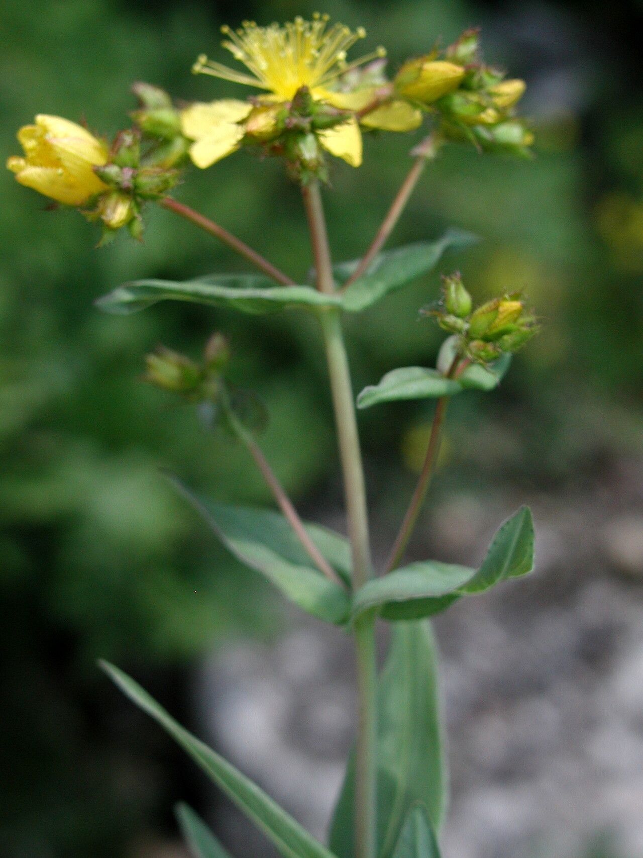 Hypericum rochelii flower