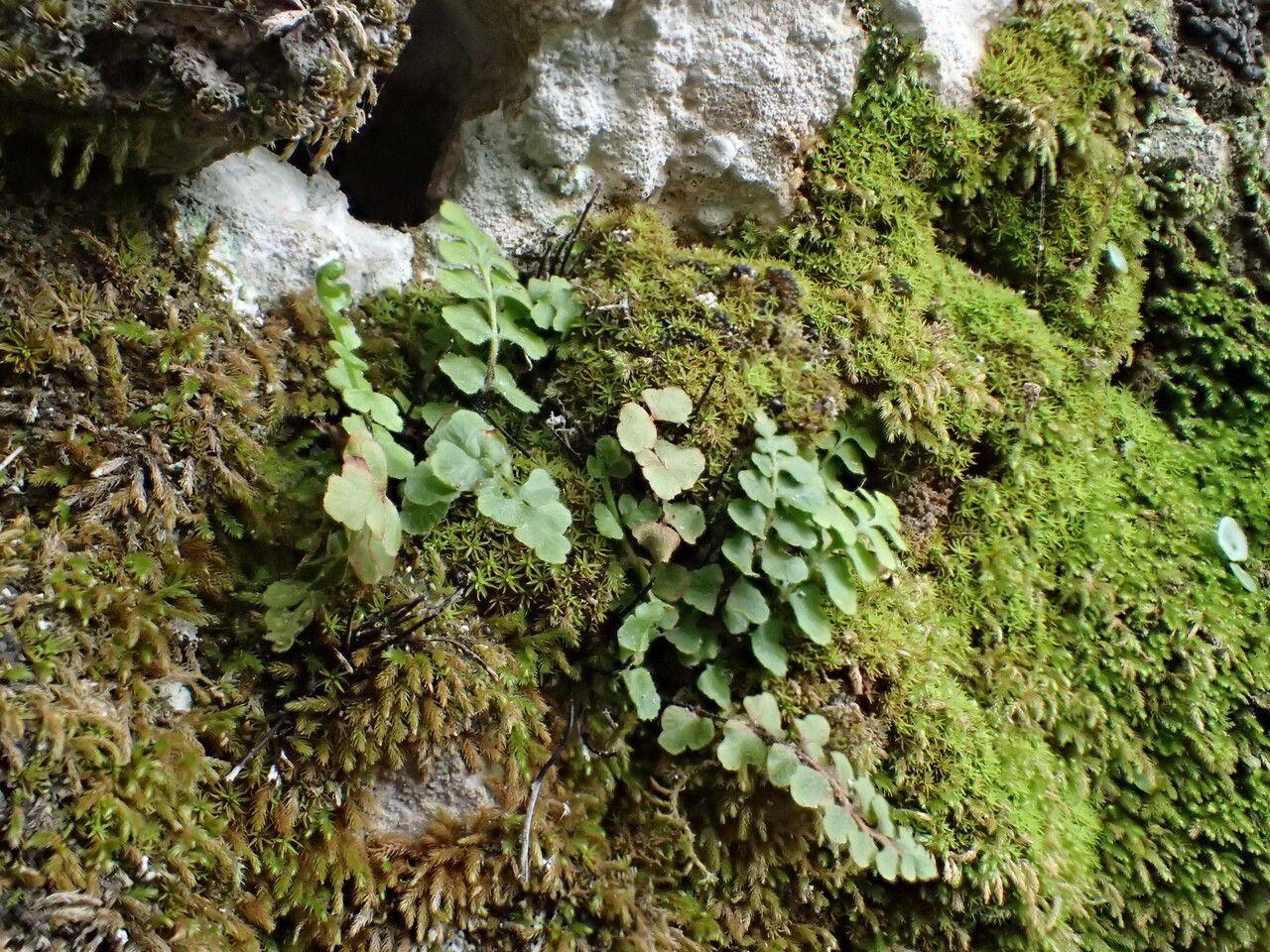 Asplenium petrarchae habit