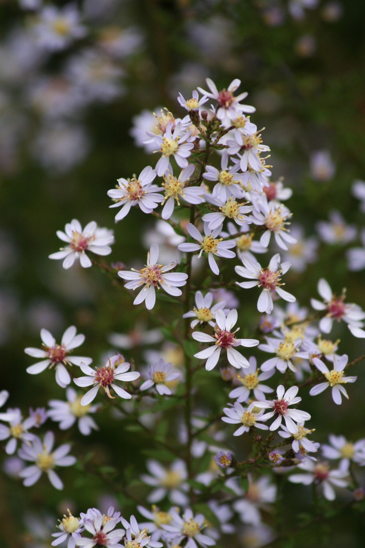 Symphyotrichum shortii flower