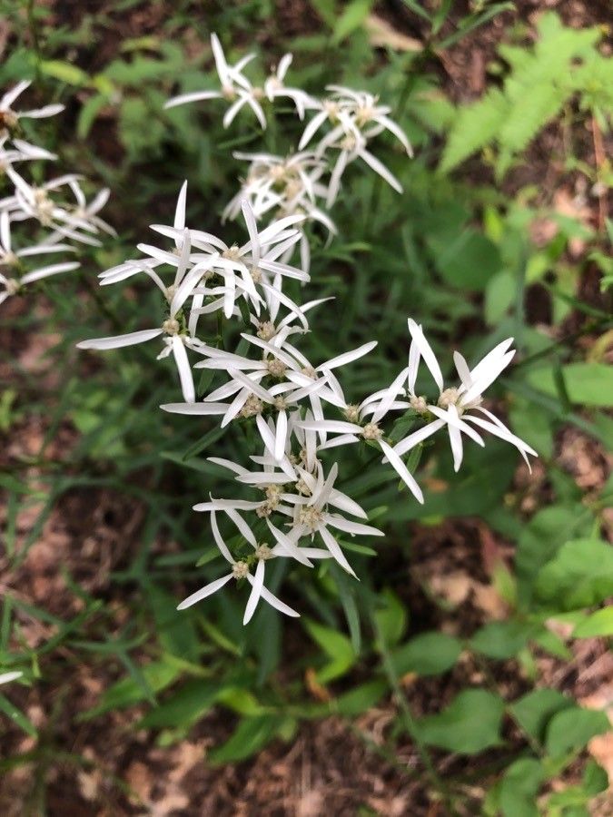 Sericocarpus linifolius flower