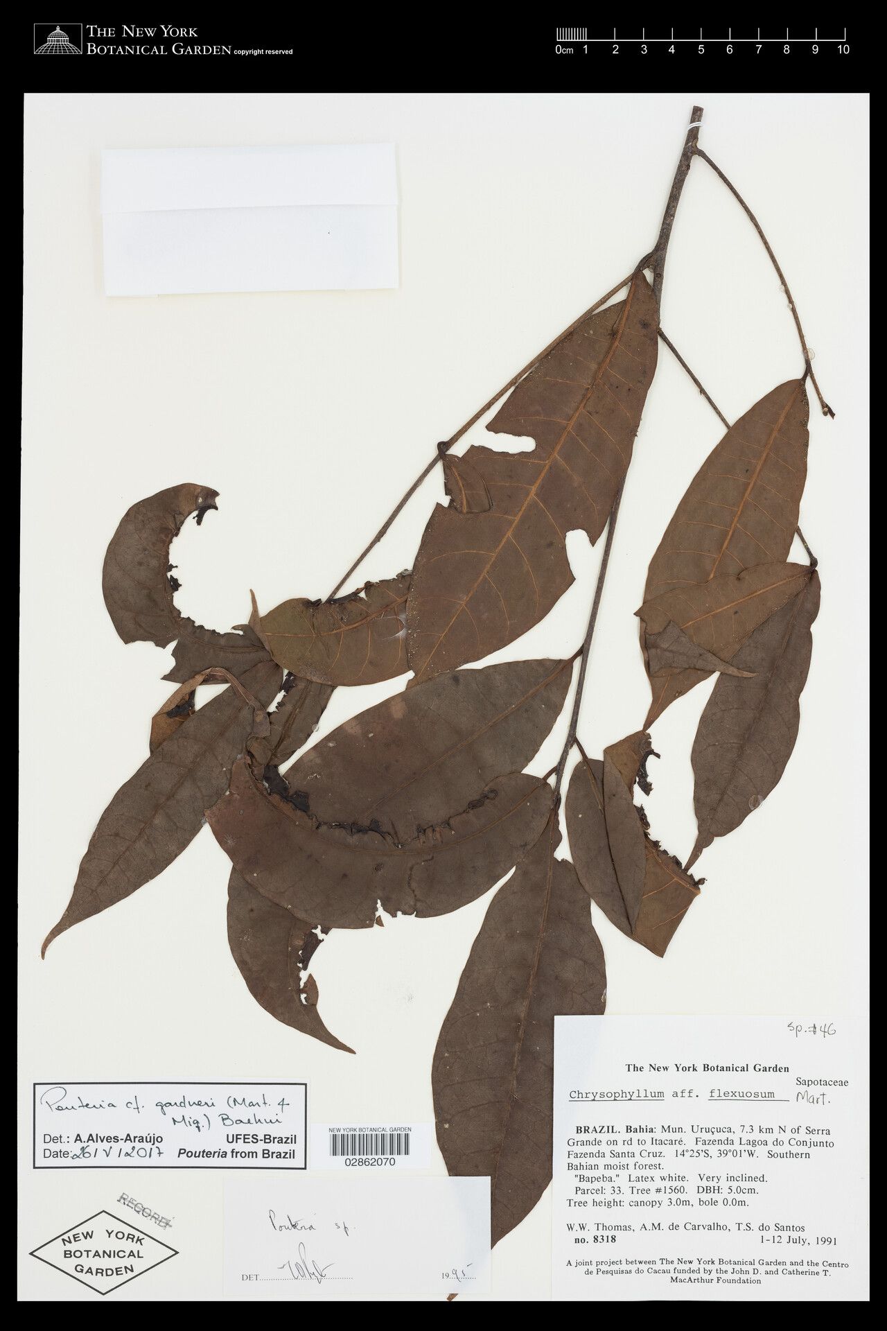 Pouteria gardneri leaf