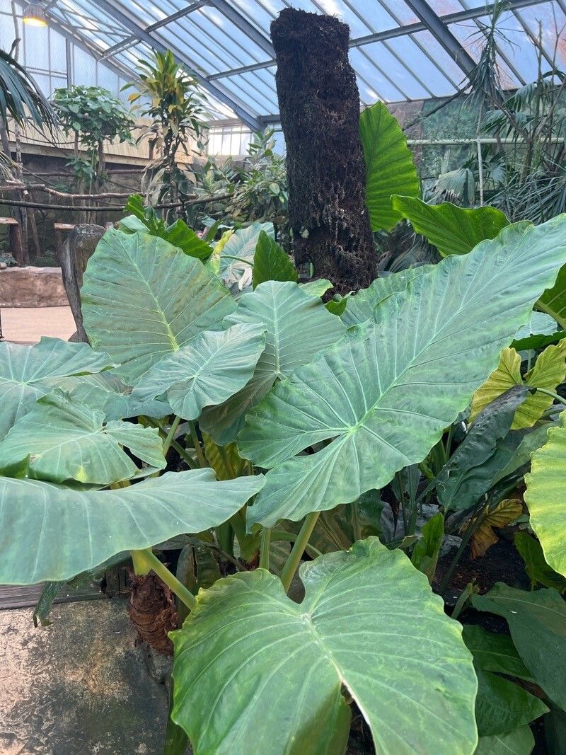 Leucocasia gigantea leaf