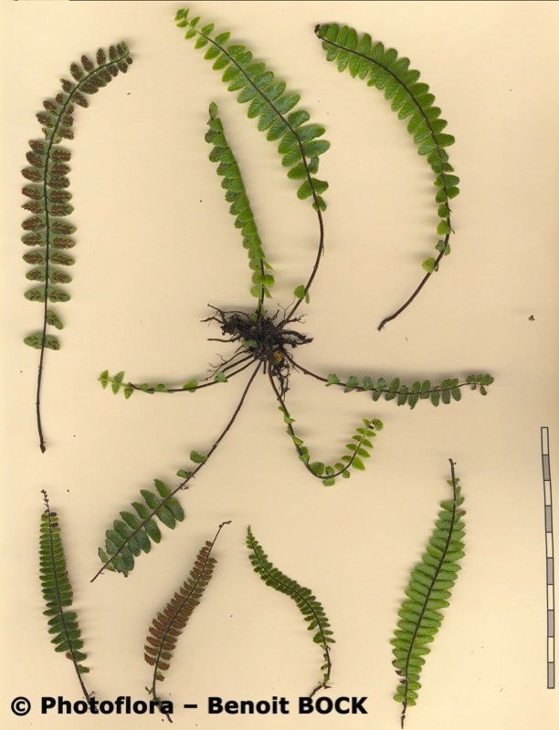 Asplenium azoricum other
