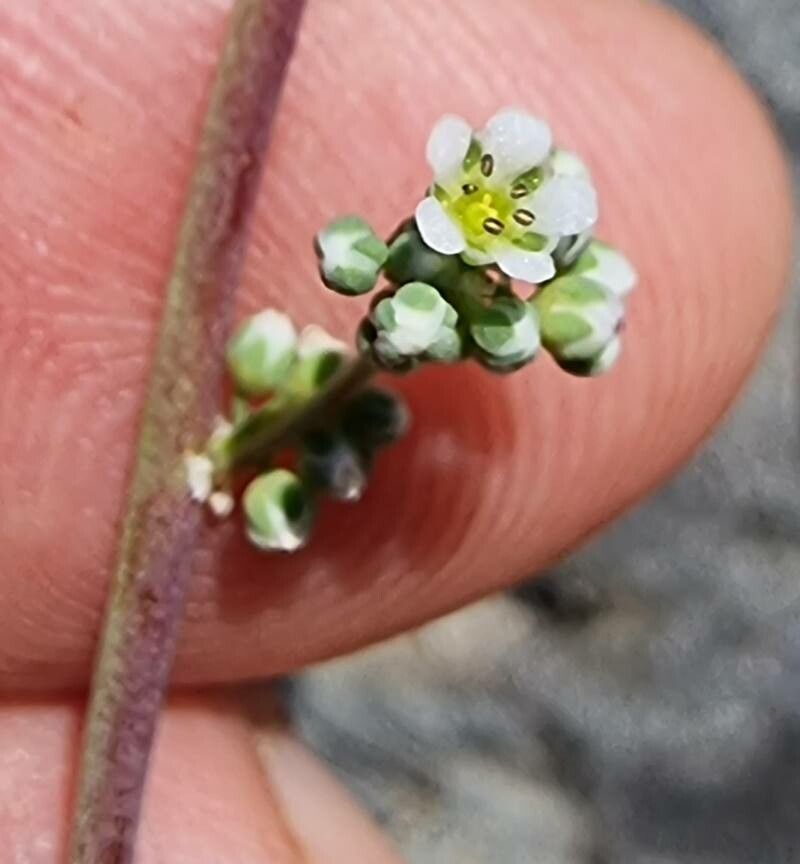 Corrigiola telephiifolia flower