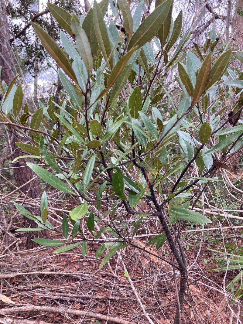 Persea humilis — search result for 'Persea'