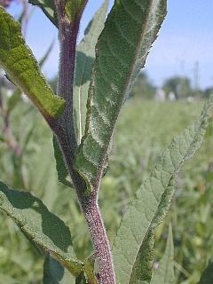 Vernonia missurica bark