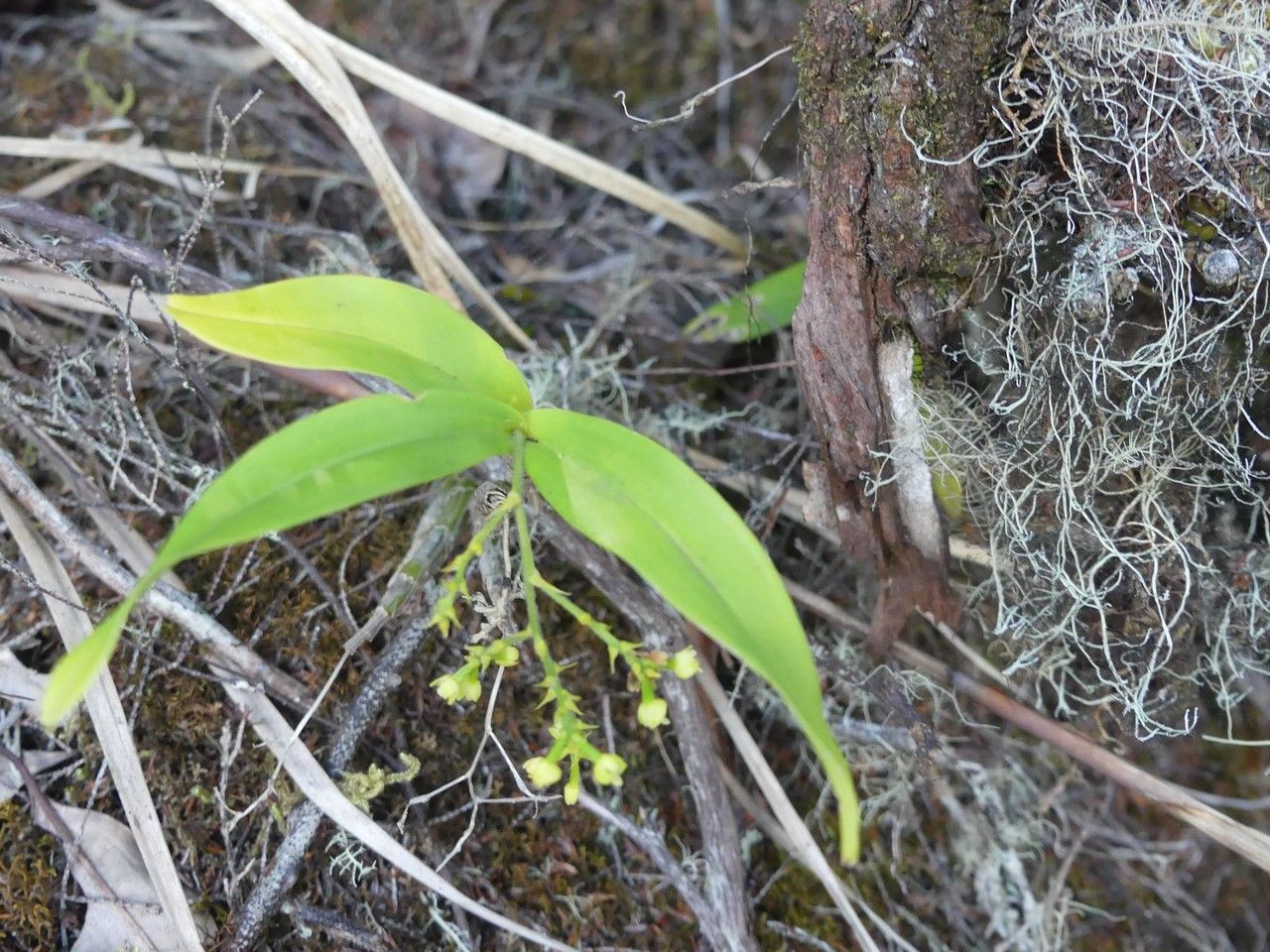 Polystachya fusiformis — houseplant care guide