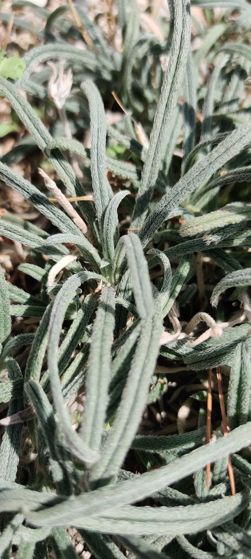 Heliotropium chrysanthum leaf