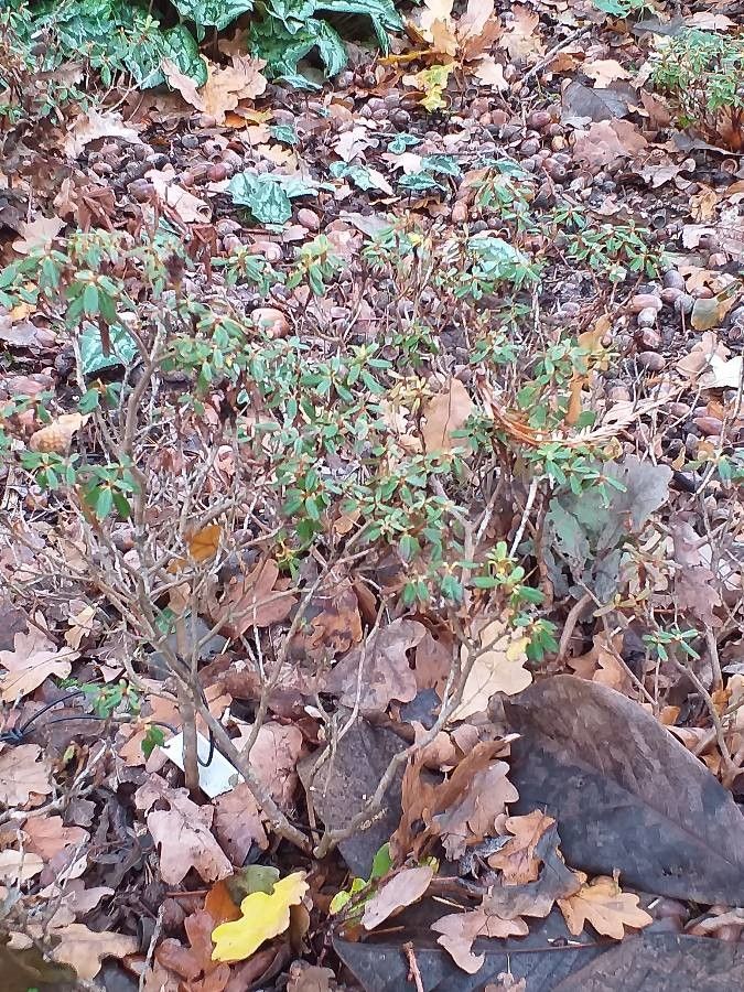 Rhododendron anthopogon habit