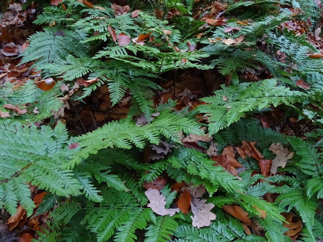 Dryopteris formosana habit
