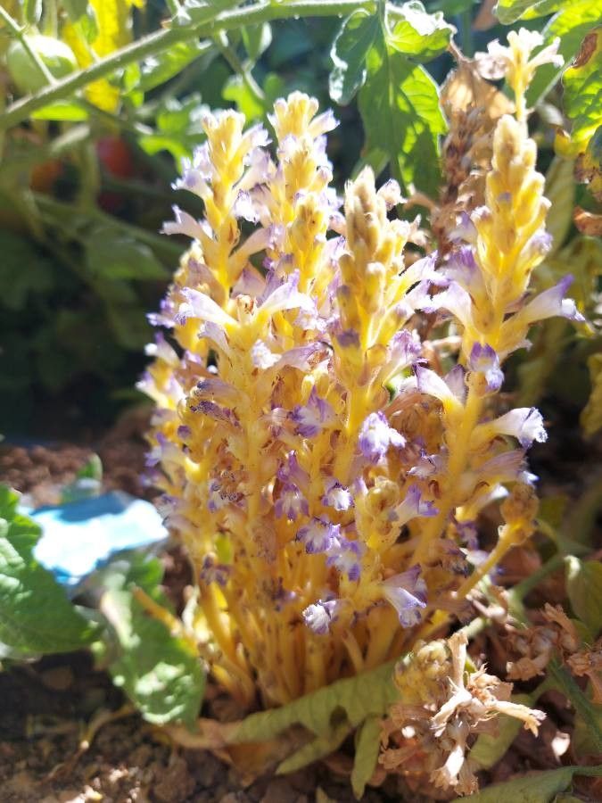 Phelipanche ramosa leaf