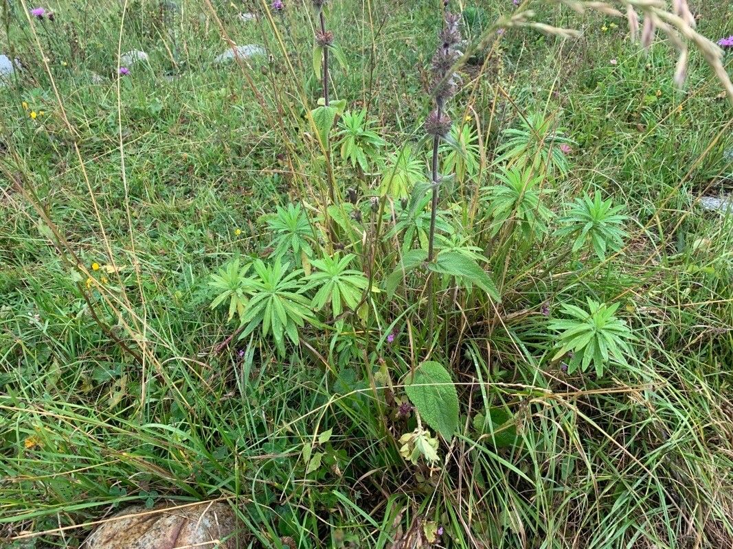 Euphorbia glaberrima — houseplant care guide