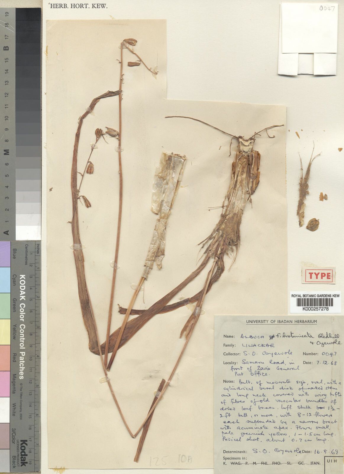 Albuca fibrotunicata — houseplant care guide