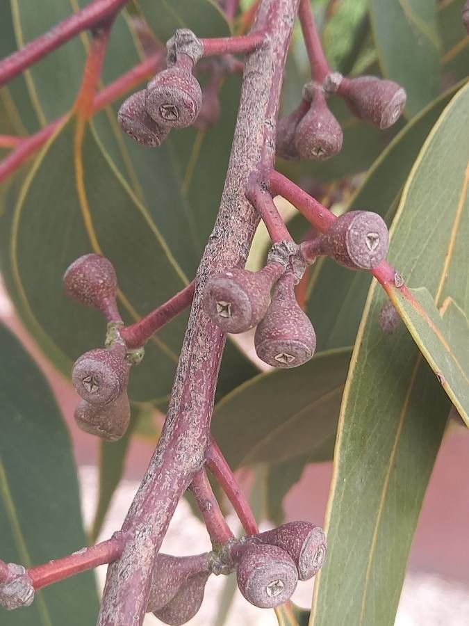 Eucalyptus haemastoma fruit