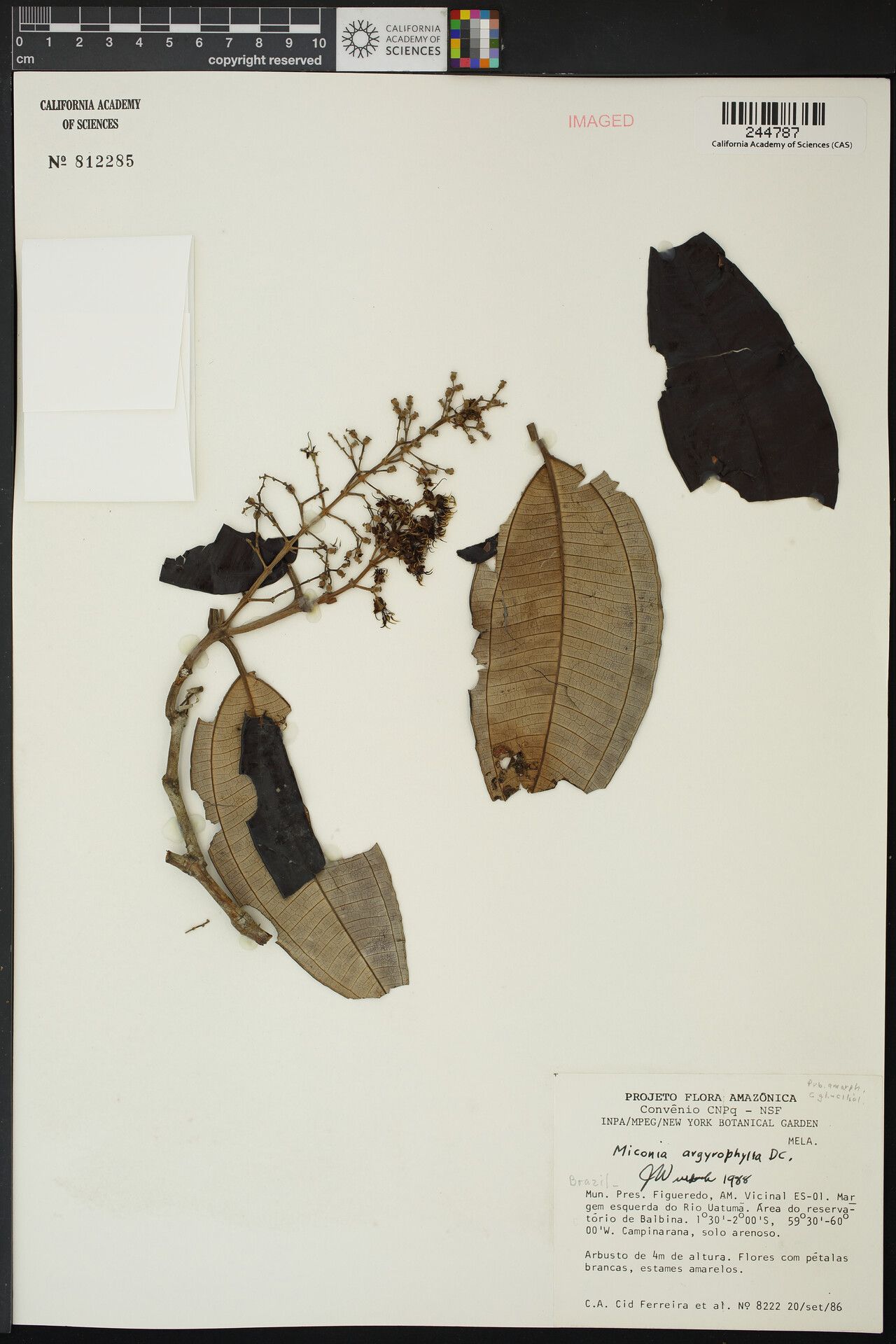 Miconia waimiri-atroari — houseplant care guide