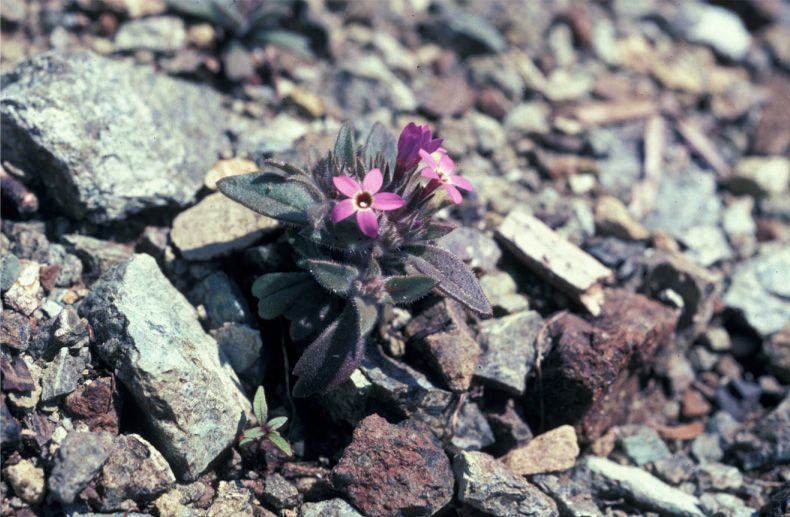 Collomia diversifolia — related species from the same genus