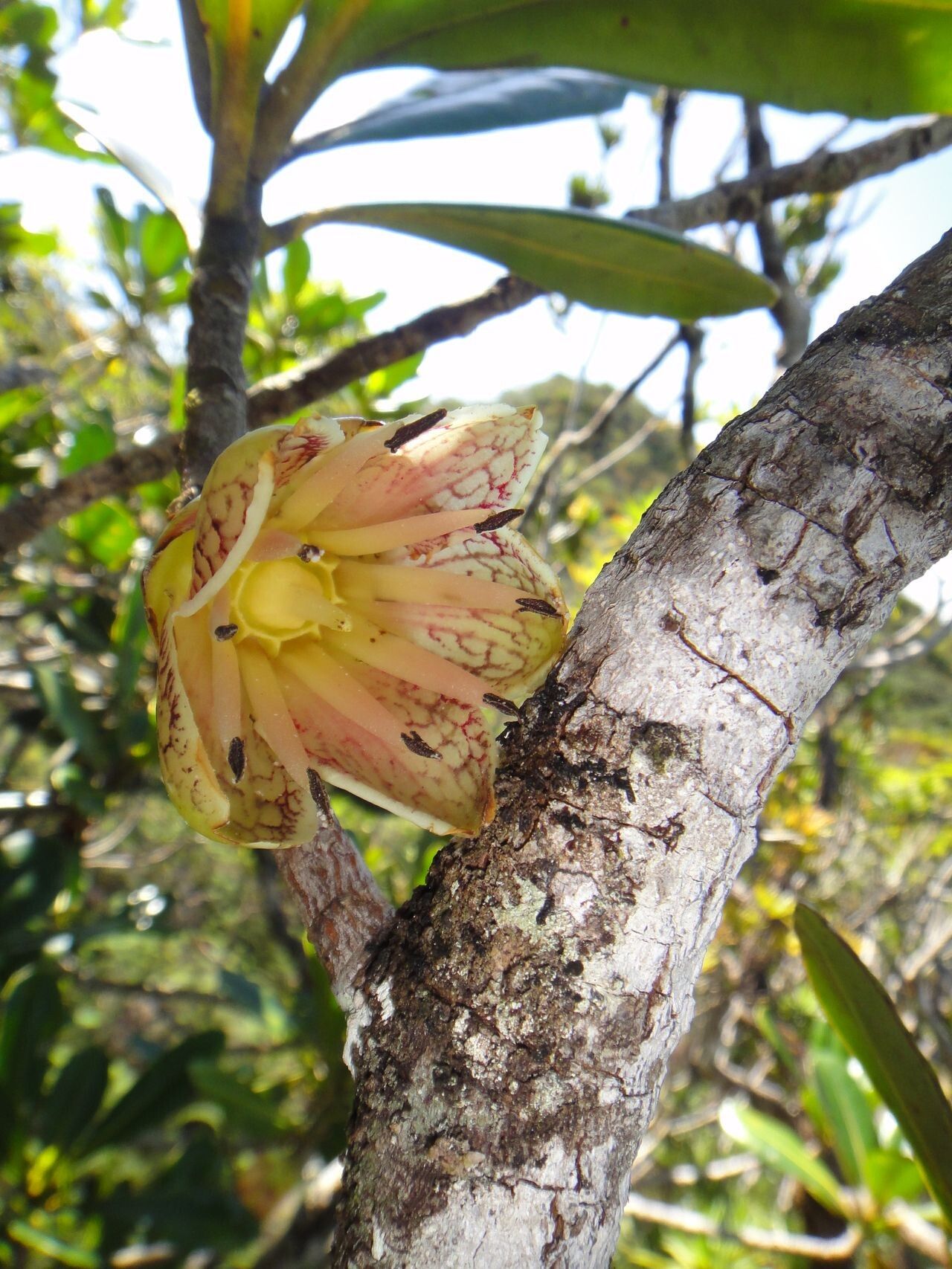 Strasburgeria robusta flower
