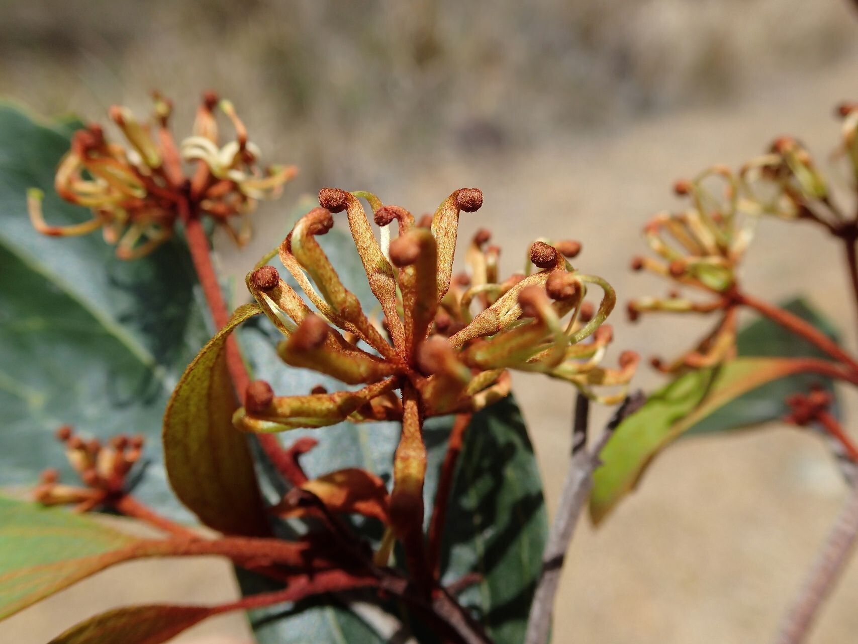 Stenocarpus rubiginosus — houseplant care guide