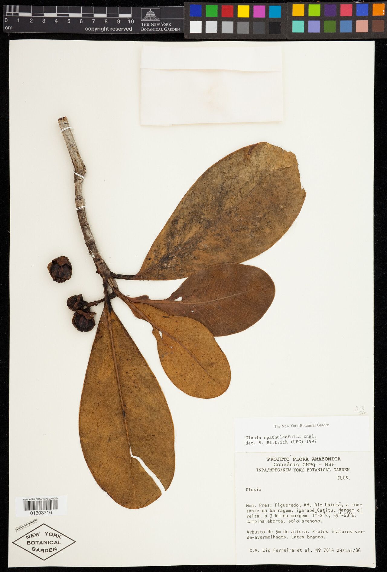 Clusia spathulifolia fruit