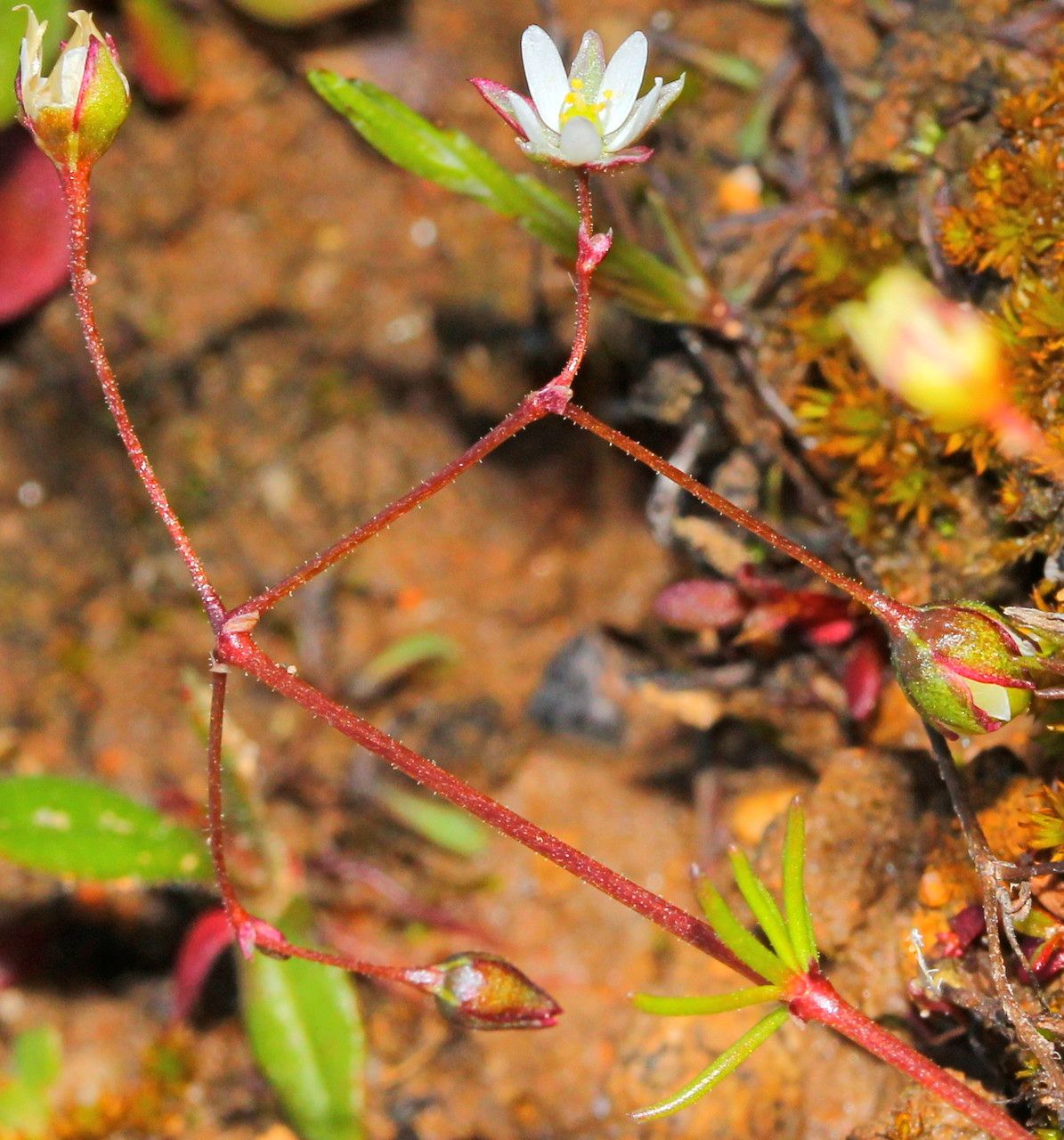 Spergula pentandra habit