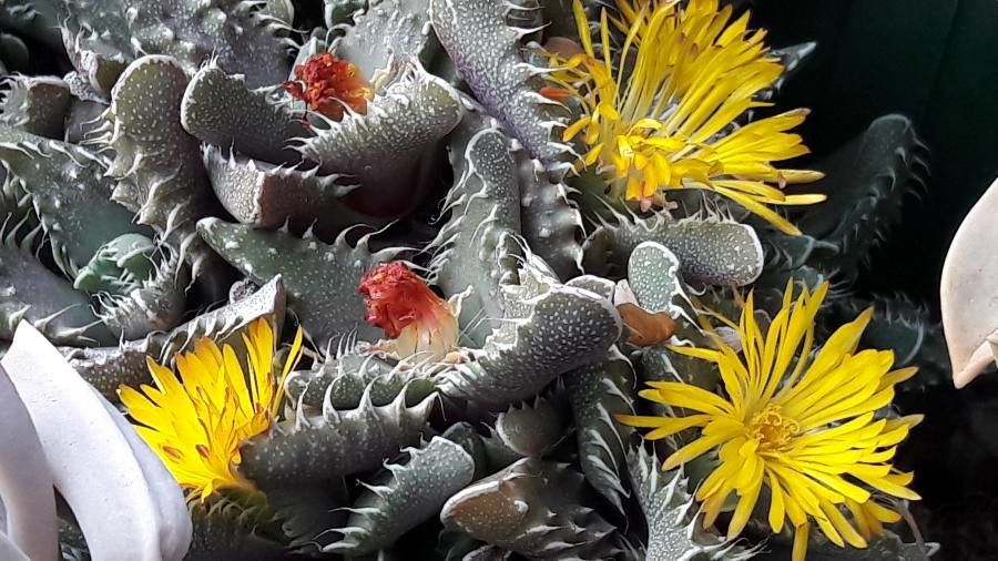 Faucaria tigrina flower